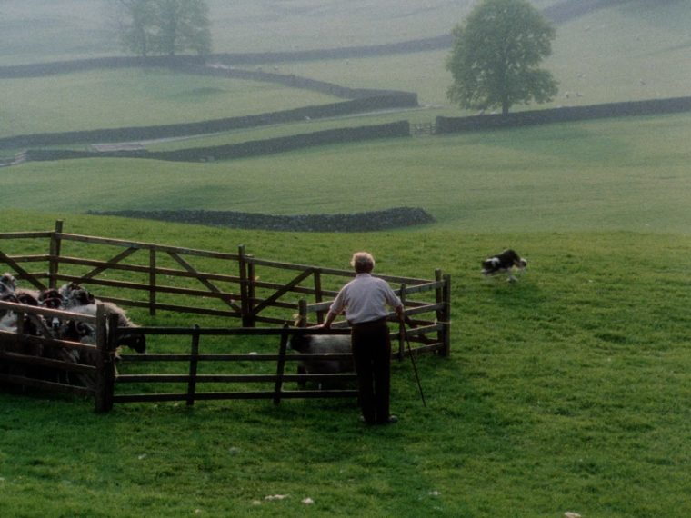 OE-18198 Shepherd.mov_h264.mov.01_00_18_19.Still003-min