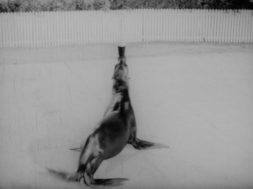 OE-24345 Sealion.mov_h264.mov.01_00_08_06.Still001-min