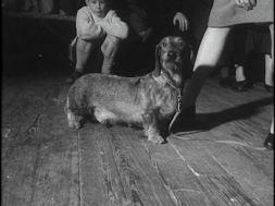 aaa1084_Dublin Dog Show-01