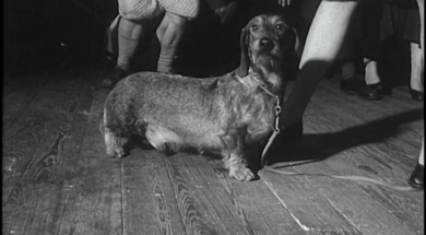 aaa1084_Dublin Dog Show-01