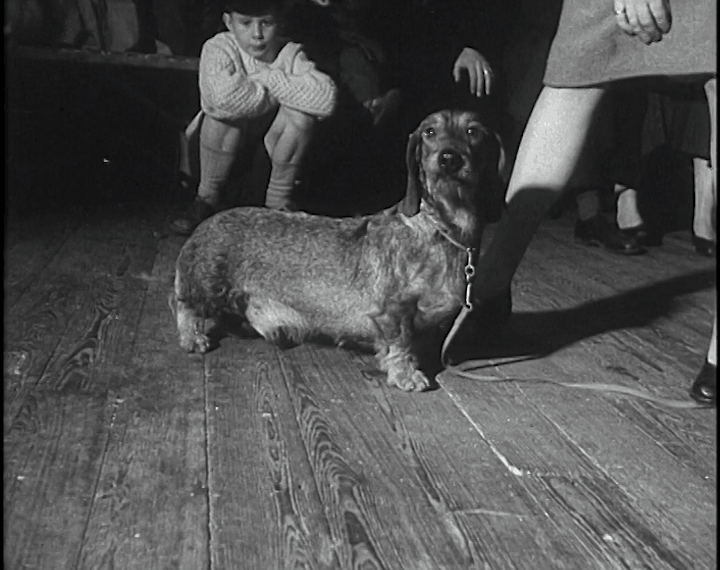 aaa1084_Dublin Dog Show-01