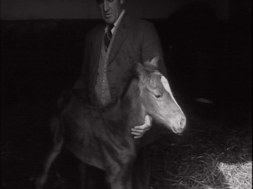 aaa1339_E43.2-Foster-Mother-For-A-Foal