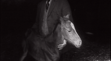 aaa1339_E43.2-Foster-Mother-For-A-Foal