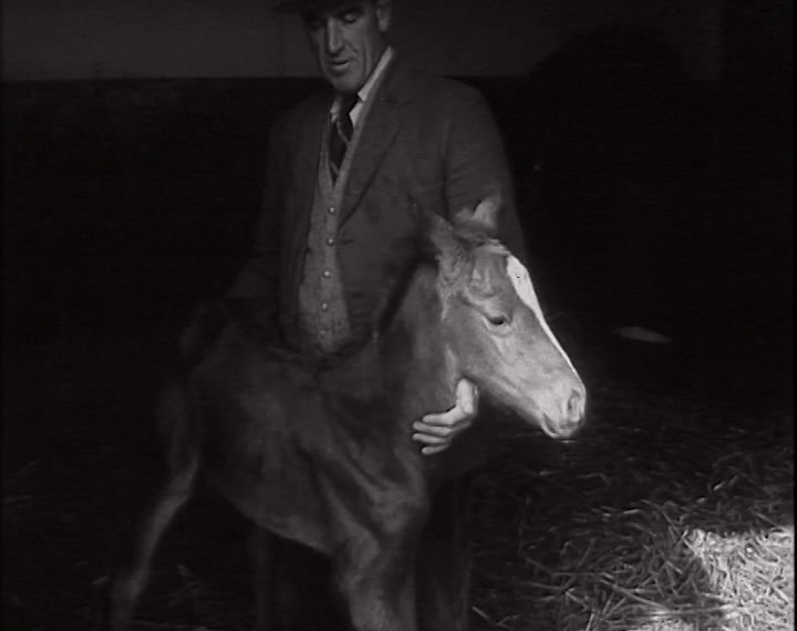 aaa1339_E43.2-Foster-Mother-For-A-Foal