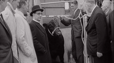 aaa1362_205.3_Gift of Bull Sent to Pope