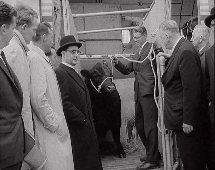 aaa1362_205.3_Gift of Bull Sent to Pope