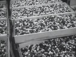 mv258aa_E16.2-Irish-American Enterprise New Bubblegum Factory in Kilcock