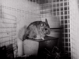 mv260aa_E186.3_Do It Yourself Fur Coats