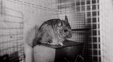 mv260aa_E186.3_Do It Yourself Fur Coats