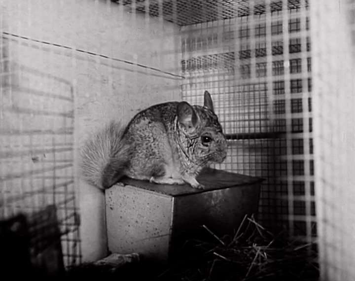 mv260aa_E186.3_Do It Yourself Fur Coats