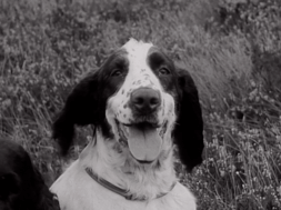 mv265aa_e12.2_Gun Dog Championship