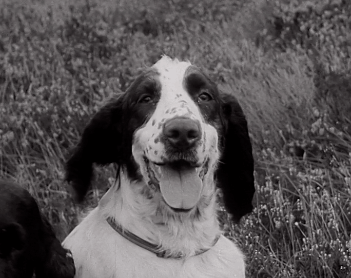 mv265aa_e12.2_Gun Dog Championship