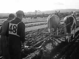 mv279aa_E76.2_New Ross National Ploughing Championships