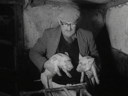 mv279aa_E78.3_Bagenalstown, Carlow New Look In Pig Production Methods