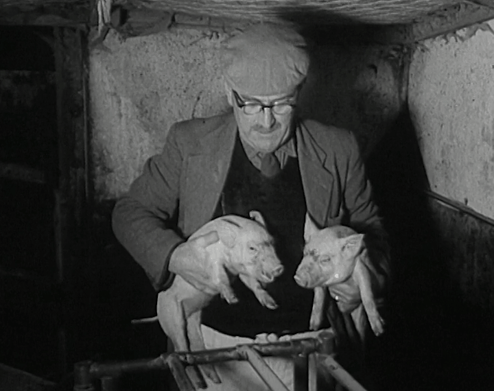 mv279aa_E78.3_Bagenalstown, Carlow New Look In Pig Production Methods