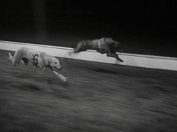 mv279aa_E82.3_Racing At Shelbourne Park