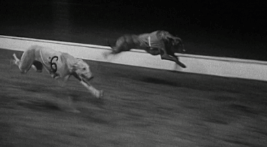 mv279aa_E82.3_Racing At Shelbourne Park