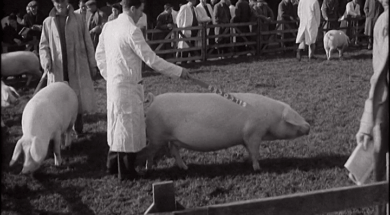 mv297aa_E72.2_Porker’s Day at Balmoral Autumn Show