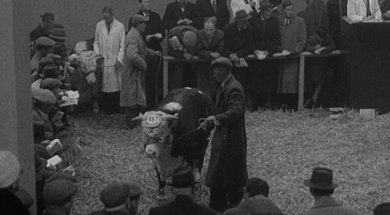 mv298aa_E91.3_RDS Bull Show and Sales