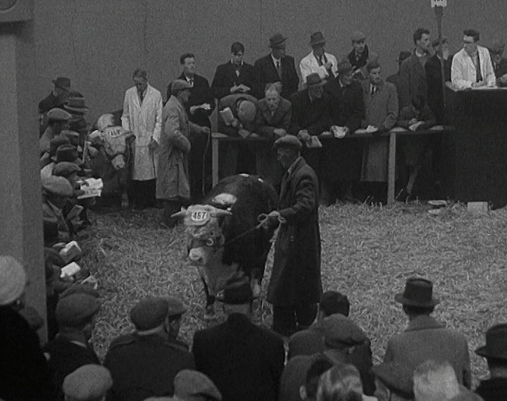 mv298aa_E91.3_RDS Bull Show and Sales